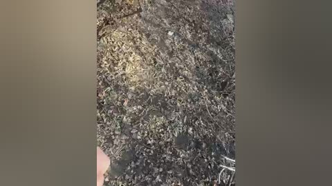 Media: Video of a dark, uneven, gravelly ground with a human hand visible in the bottom left corner. The hand appears to be holding a small object. The background is blurry, with a muted brown color.