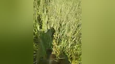 Media: A video showing a dense field of tall, green wheat stalks with a blurred, shadowy figure in the background, likely a person or animal, blending into the vegetation. The image has a natural, rustic feel.