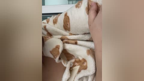 A video of a person holding a plush, white and brown cow-patterned blanket with their right hand, showing a close-up view of the blanket and part of their arm.