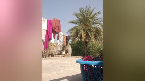 Video of a sunny outdoor laundry area with a blue plastic basket and clothes hanging on a line, a palm tree, and a beige wall in the background.