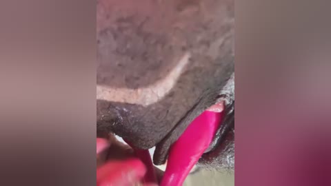 A close-up video of a partially open, bright pink condom on a dark, textured surface, blurred background, likely taken indoors.