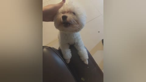 meii_meyy free recording from 2026-02-26 00:47:00